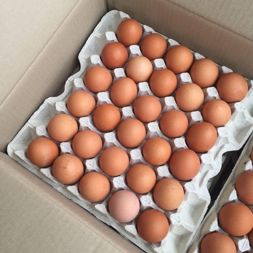 Chicken Eggs_img2
